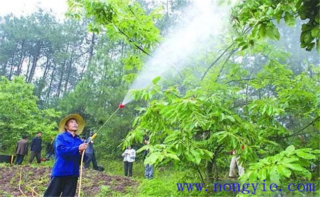 叶面肥可以和农药混用