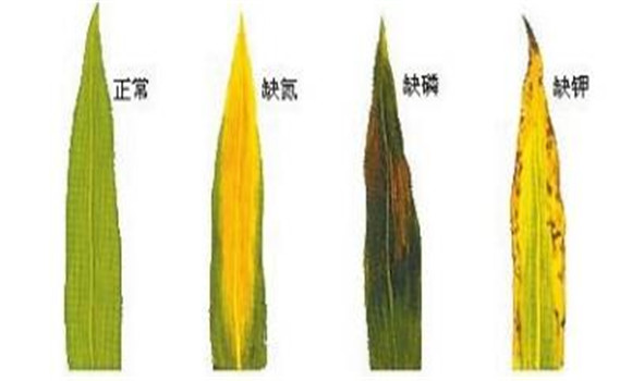 植物缺氮、磷、钾元素时各有什么症状