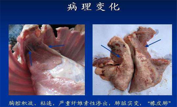 羔羊肺炎的剖检变化