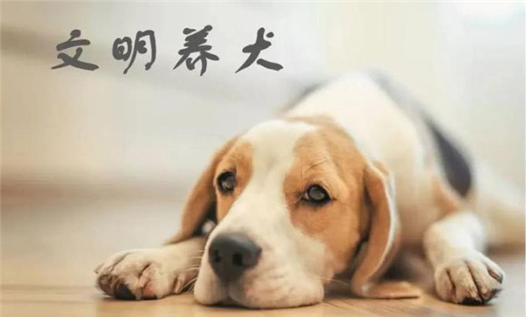 搞好犬体卫生