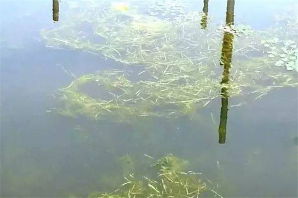 合理种植水草