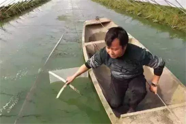 注重培育好饵料生物