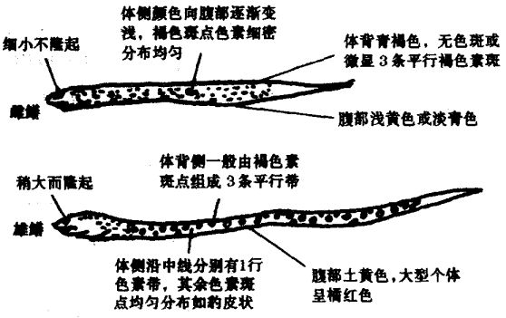 黄鳝公母怎么区分