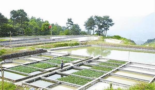 泥鳅苗池建造