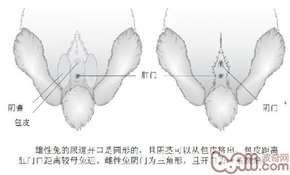 如何辨别兔子雌雄