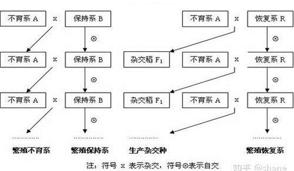 雄性不育恢复系