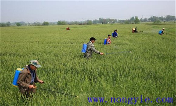 小麦赤霉病用什么药防治