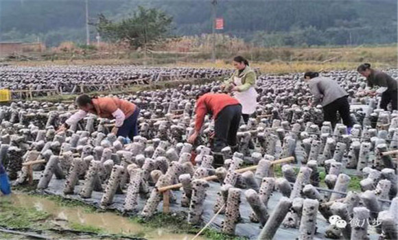 黑木耳种植前景如何