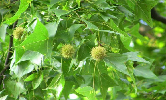 枫香种植技术