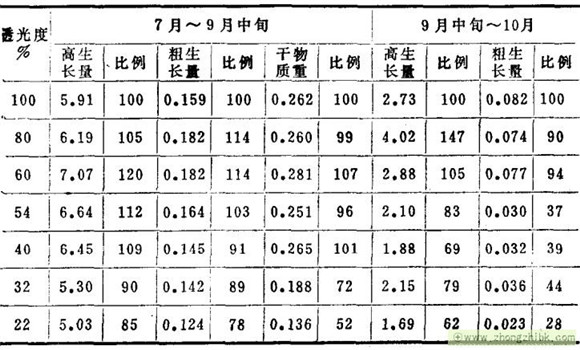 杉木对光照的要求怎样