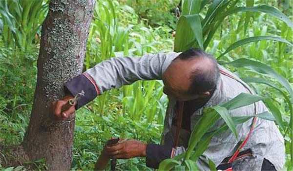 漆树种植