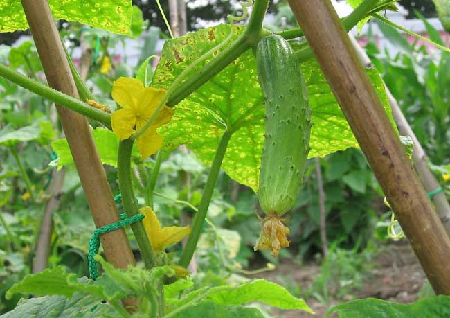 黄瓜种植管理方法