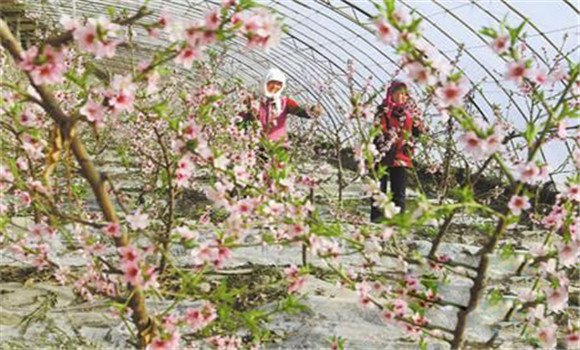 种植桃树要适时促花