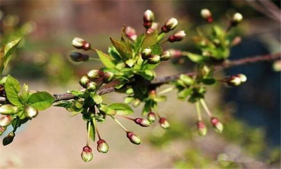 车厘子萌芽开花前施肥