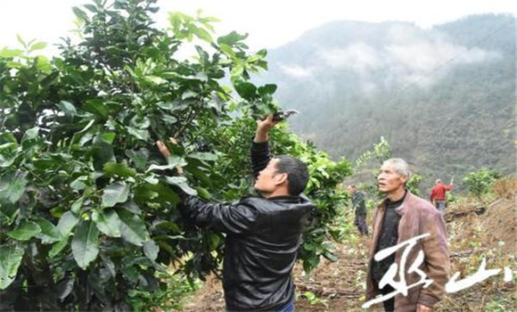 蜜柚种植要重视春剪