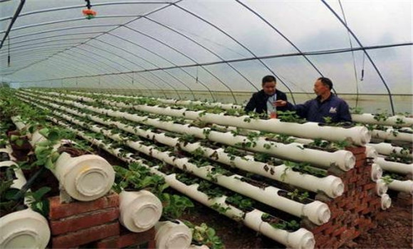 日光温室草莓的定植