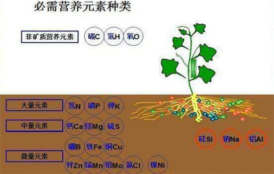 农作物磷过剩时的症状