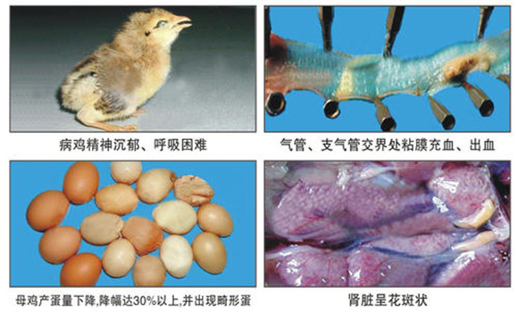 鸡传染性支气管炎