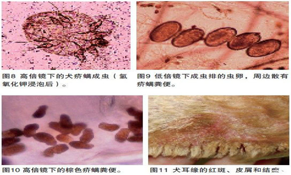 犬疥螨病症状