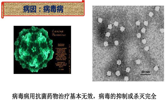 犬细小病毒病怎么治