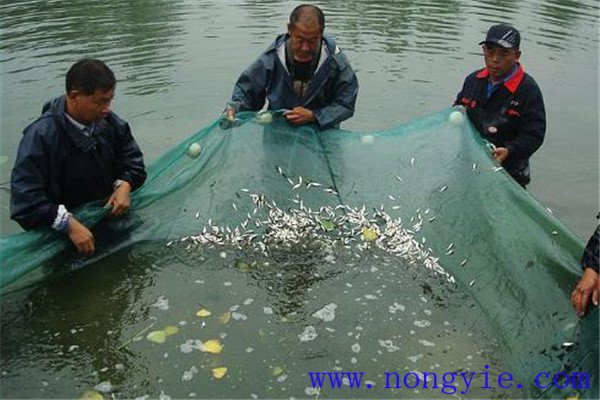 夏花鱼种出池拉网锻炼采用什么方法