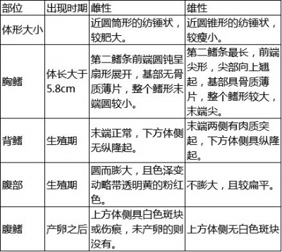 泥鳅优质雌雄亲鳅选择的参考标准