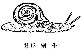 蜗牛养殖技术