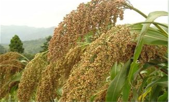 高粱种植方法