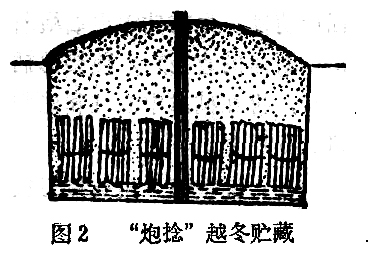 用什么方法嫁接毛白杨能当年育出高干壮苗