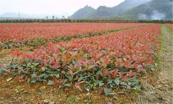 石楠种植季节是何时