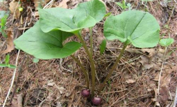 马兜铃栽培与种植技术