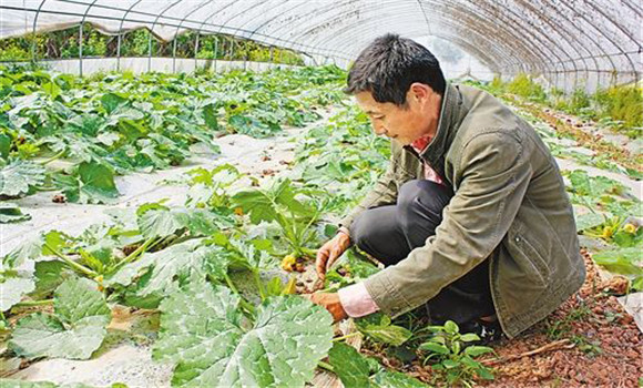 蜜本南瓜种植技术