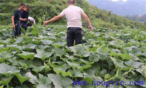 种植嫩食南瓜应注意哪些问题