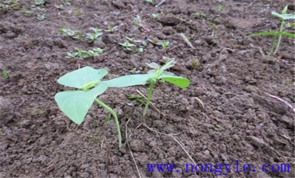 怎样夺取菜豆早熟高产