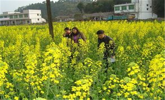 油菜冻害危害综合防控方法