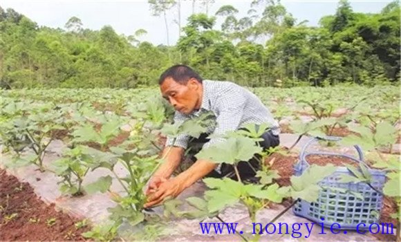 黄秋葵种植要适期播种