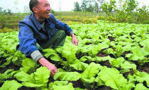 榨菜种植时间