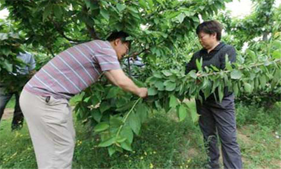 夏季樱桃树的摘心方法