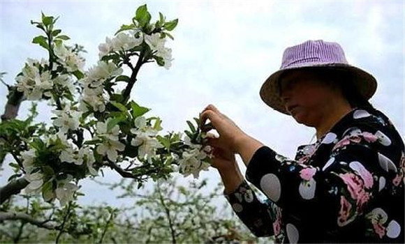 苹果树疏花朵的方法