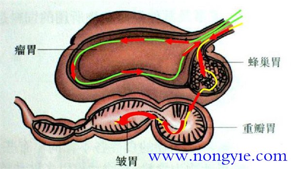 羊的消化系统