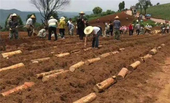 茯苓种植技术与栽培管理方法