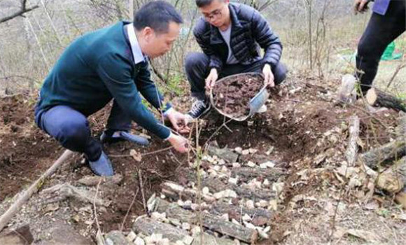 栽培种植猪苓的步骤与方法