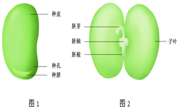 蚕豆种子结构