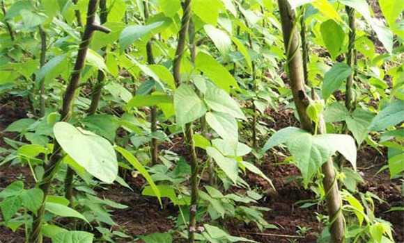 豆角种植时间