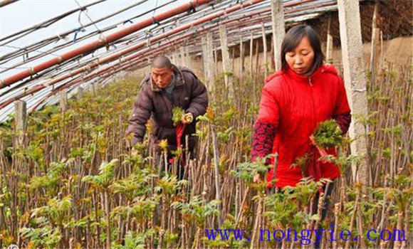 香椿大棚种植技术要点