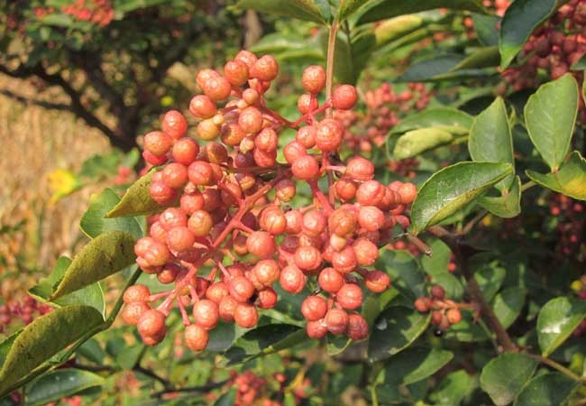 花椒种植方法