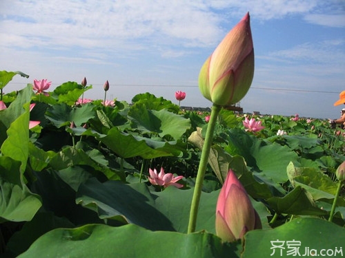 湘莲种植技术要点与种植步骤