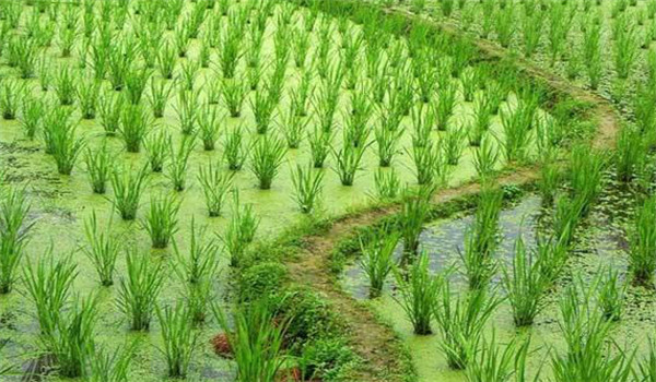 茭瓜种植技术须知