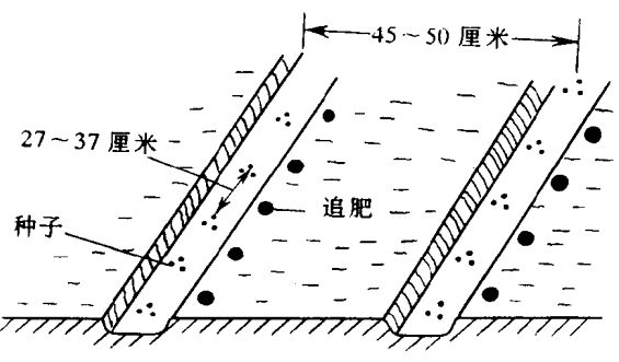 萝卜栽培技术