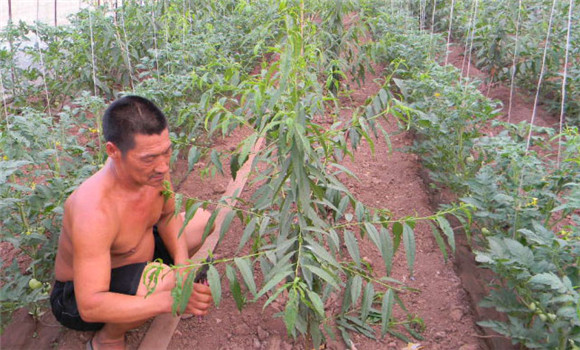 桃树苗的种植方法